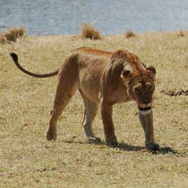 lion